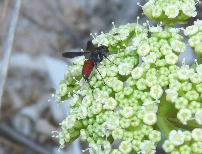 Pompilidae dall''addome rosso (probabile Aporus sp.)